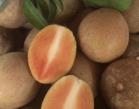 Cách Trồng Cây Hồng Xiêm