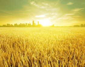 Kiến Thức Trồng Lúa