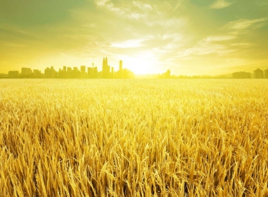 Kiến Thức Trồng Lúa