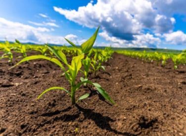 Kiến thức trồng chọt chăn nuôi