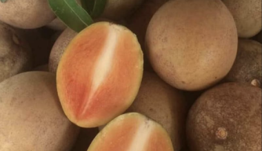 TÌM HIỂU VỀ GIỐNG CÂY HỒNG XIÊM XOÀI QUẢ TO