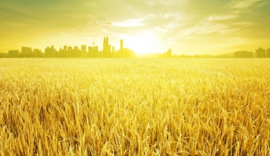 BÍ QUYẾT KHÔNG CẦN NGÂM Ủ, LÚA VẪN NẢY MẦM NHƯ THƯỜNG